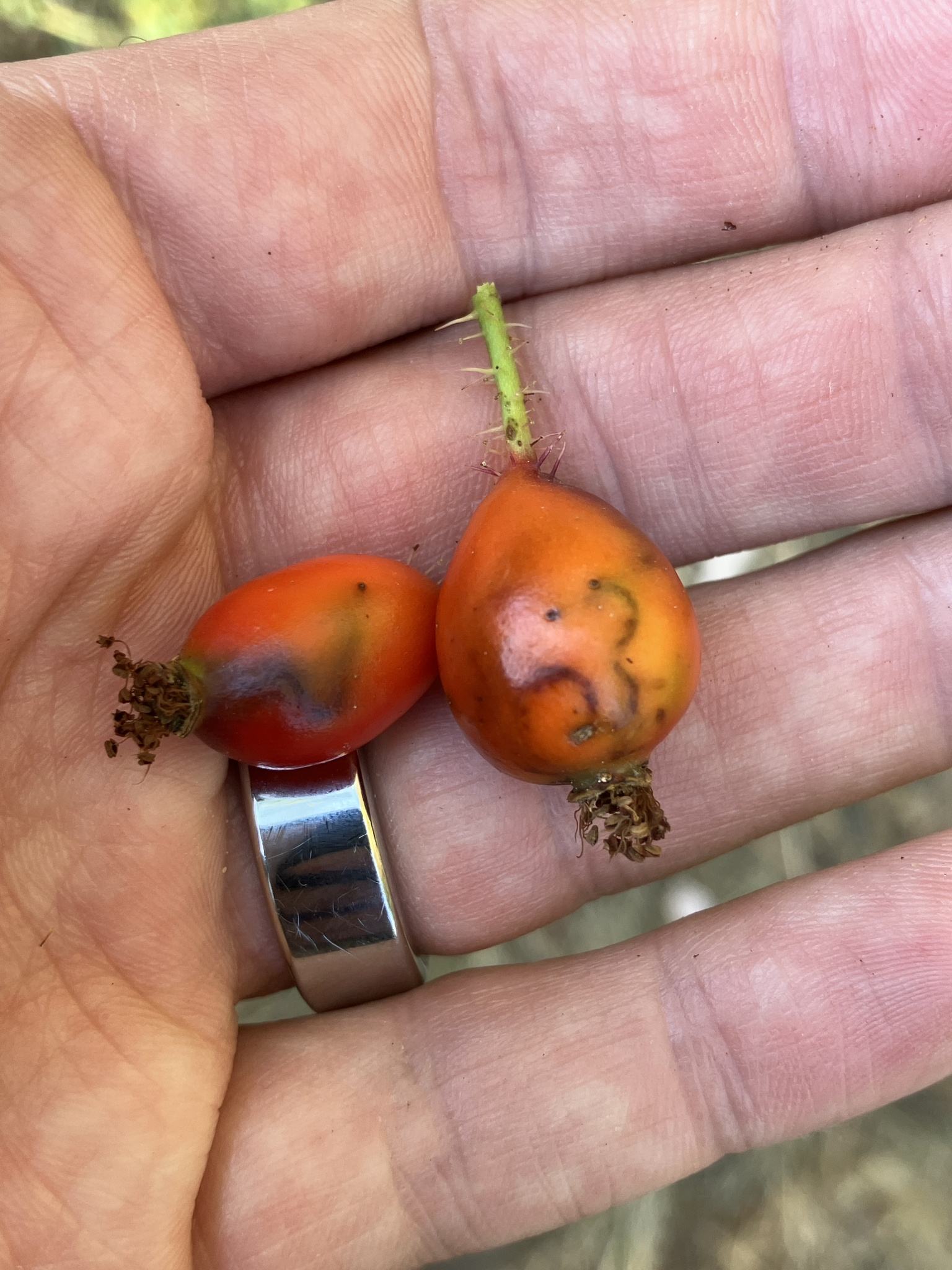 Rhagoletis basiola