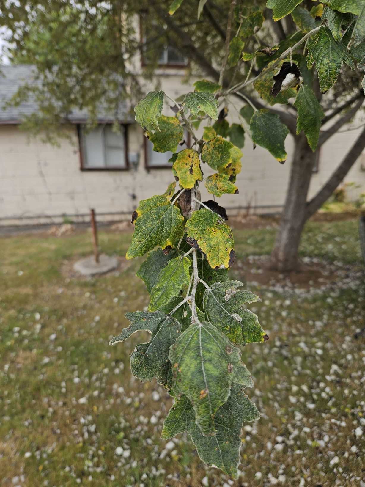 Melampsora populnea