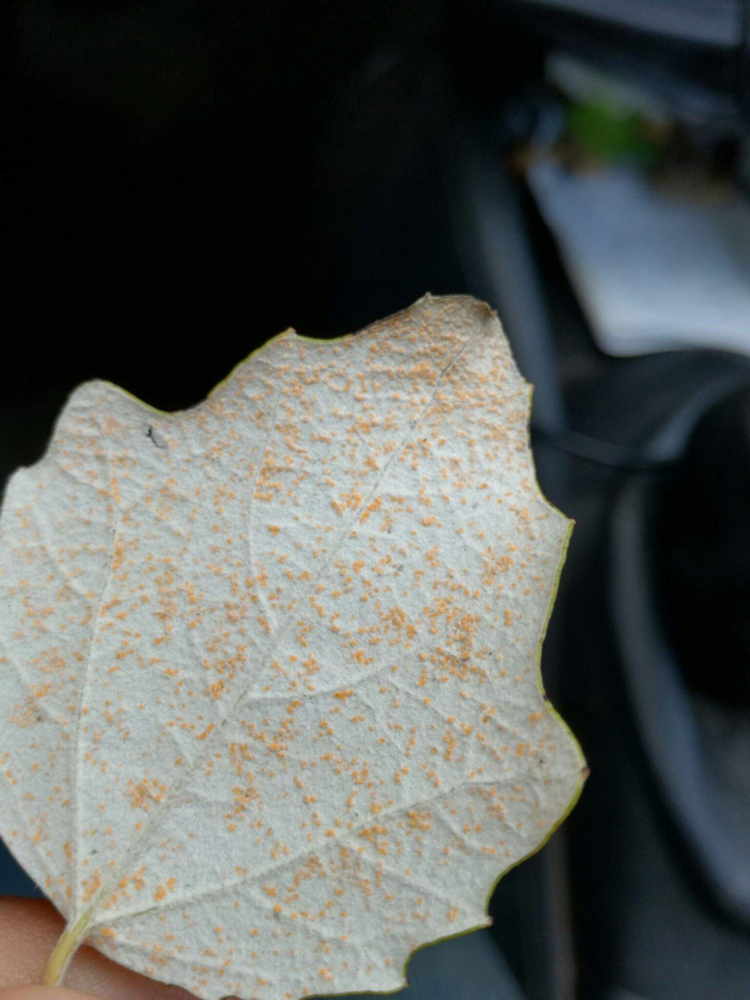 Melampsora populnea