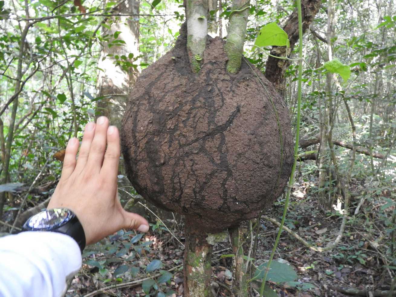 Nasutitermes ephratae