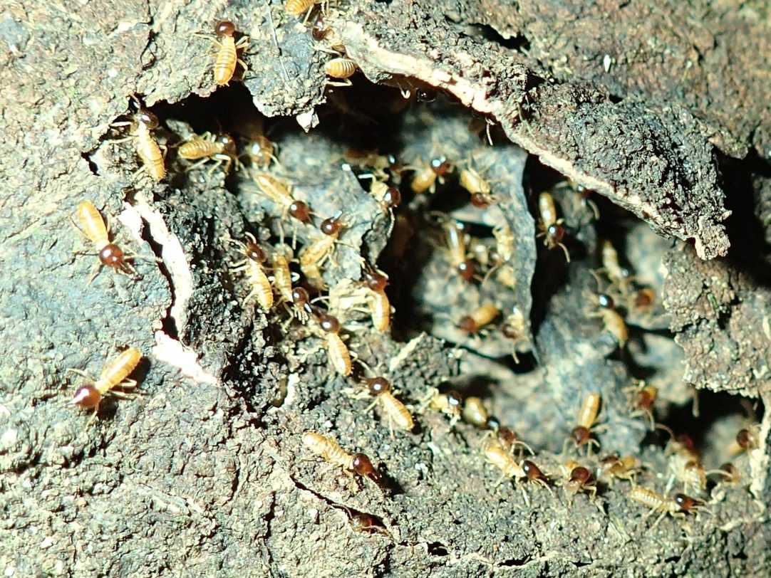Nasutitermes ephratae