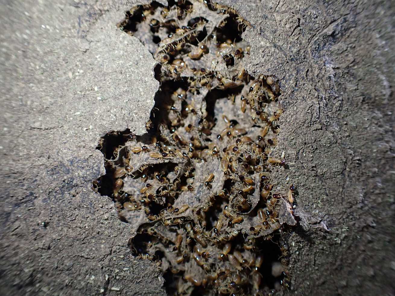 Nasutitermes ephratae