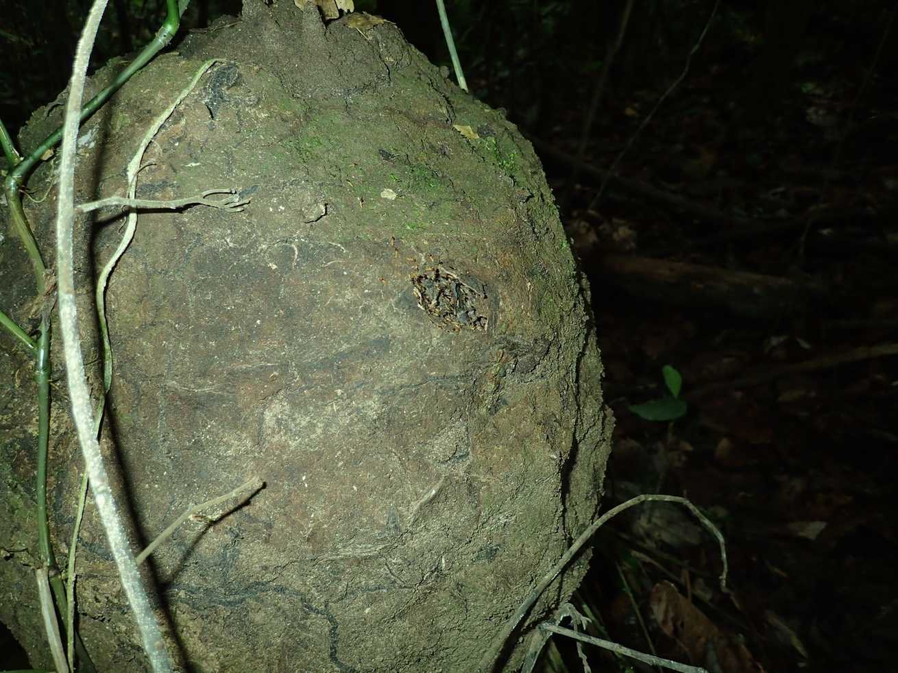 Nasutitermes ephratae