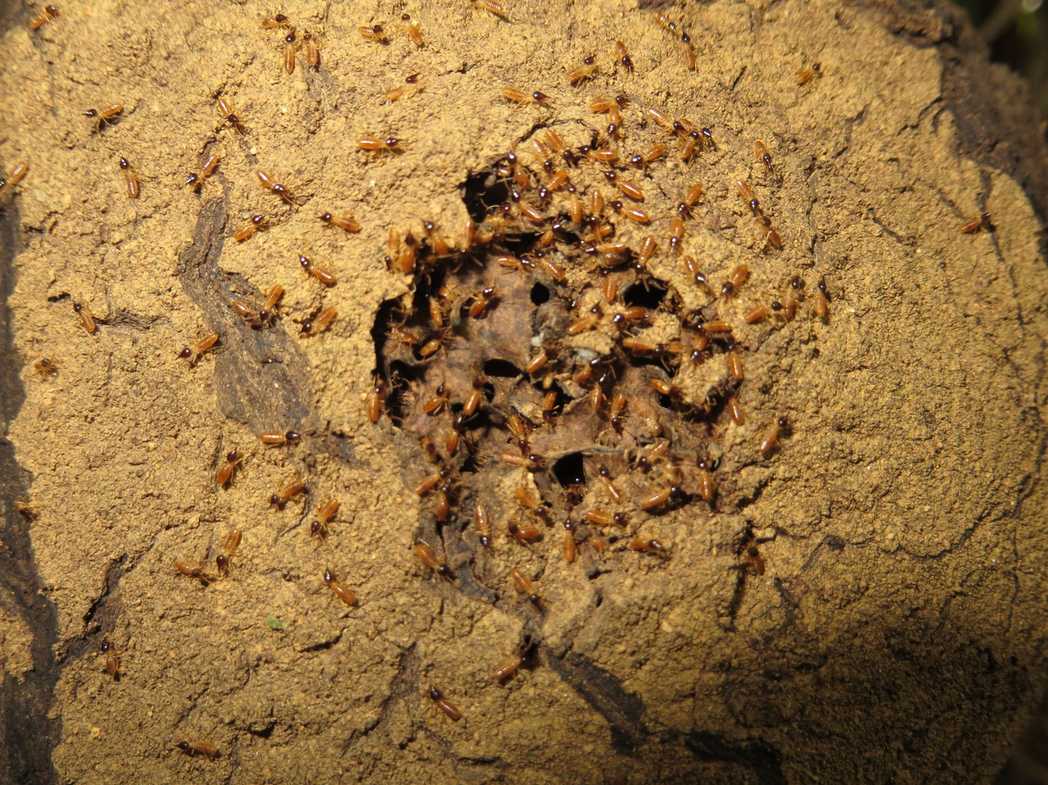 Nasutitermes ephratae