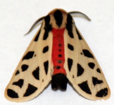 Notarctia proxima