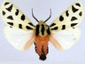 Notarctia proxima
