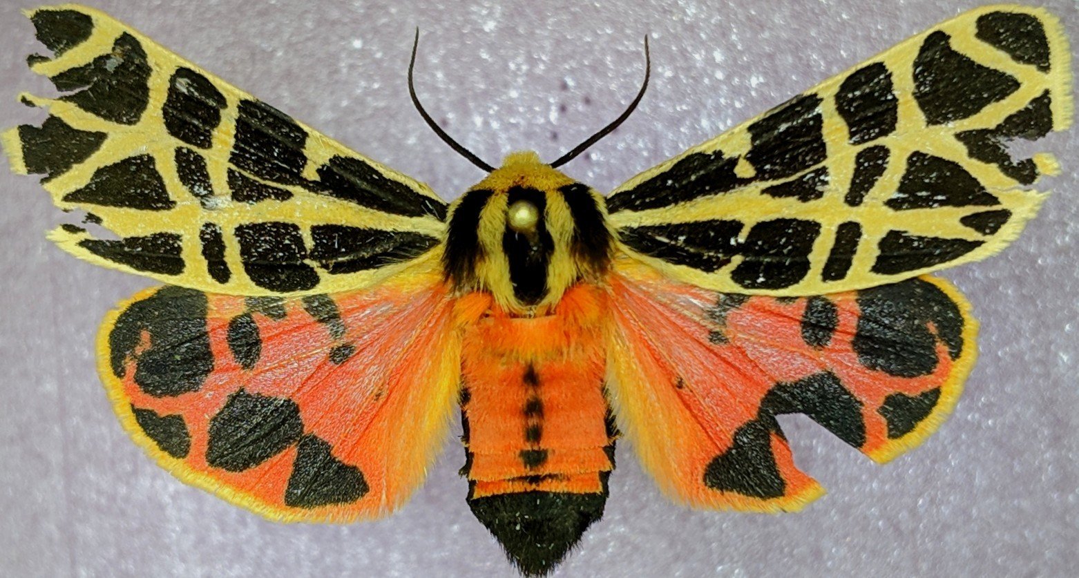 Notarctia proxima