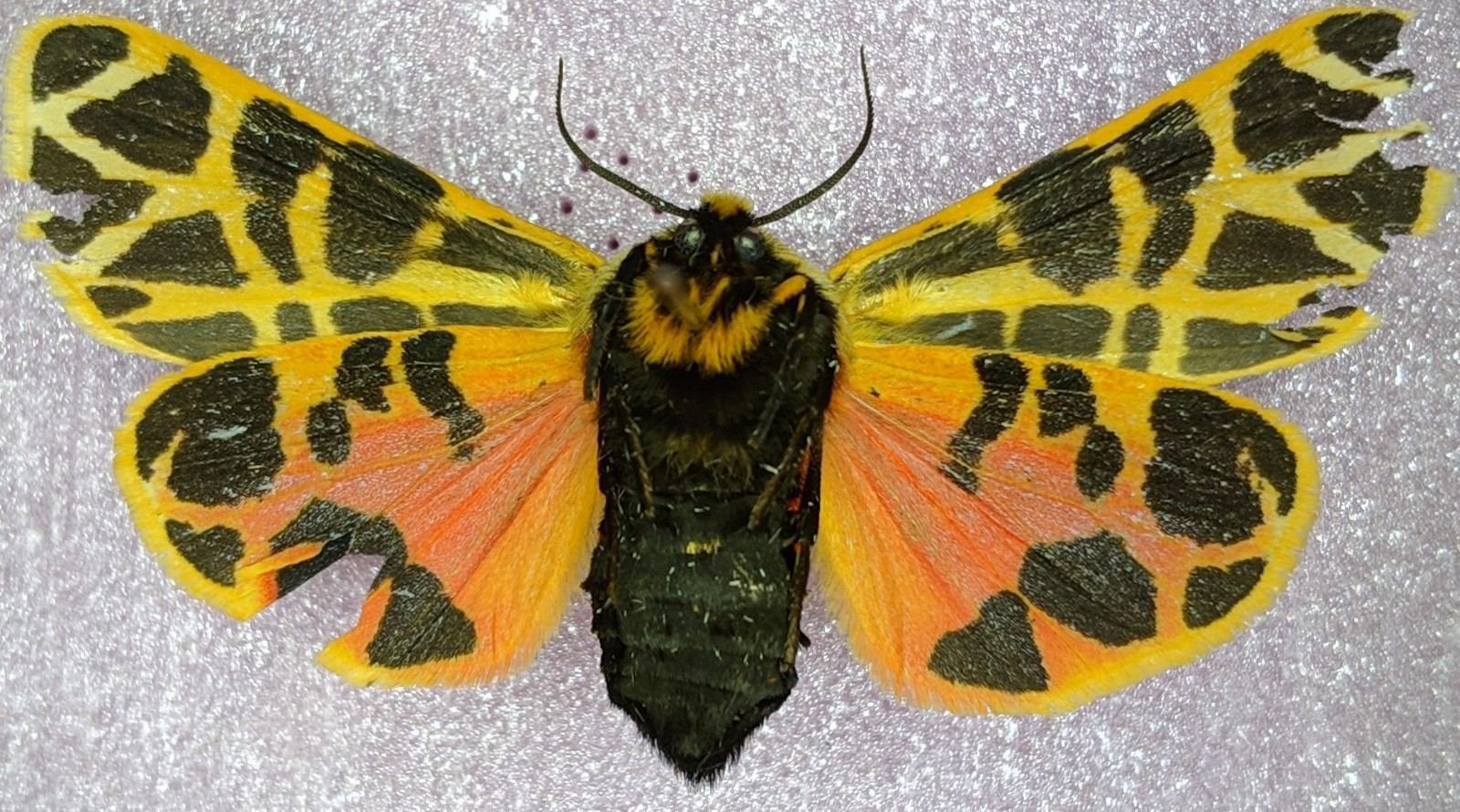 Notarctia proxima