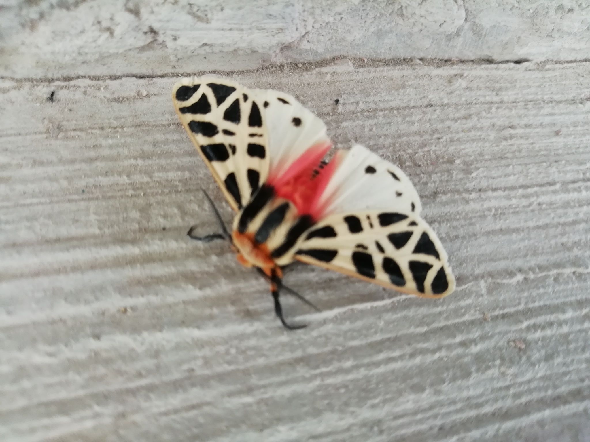 Notarctia proxima