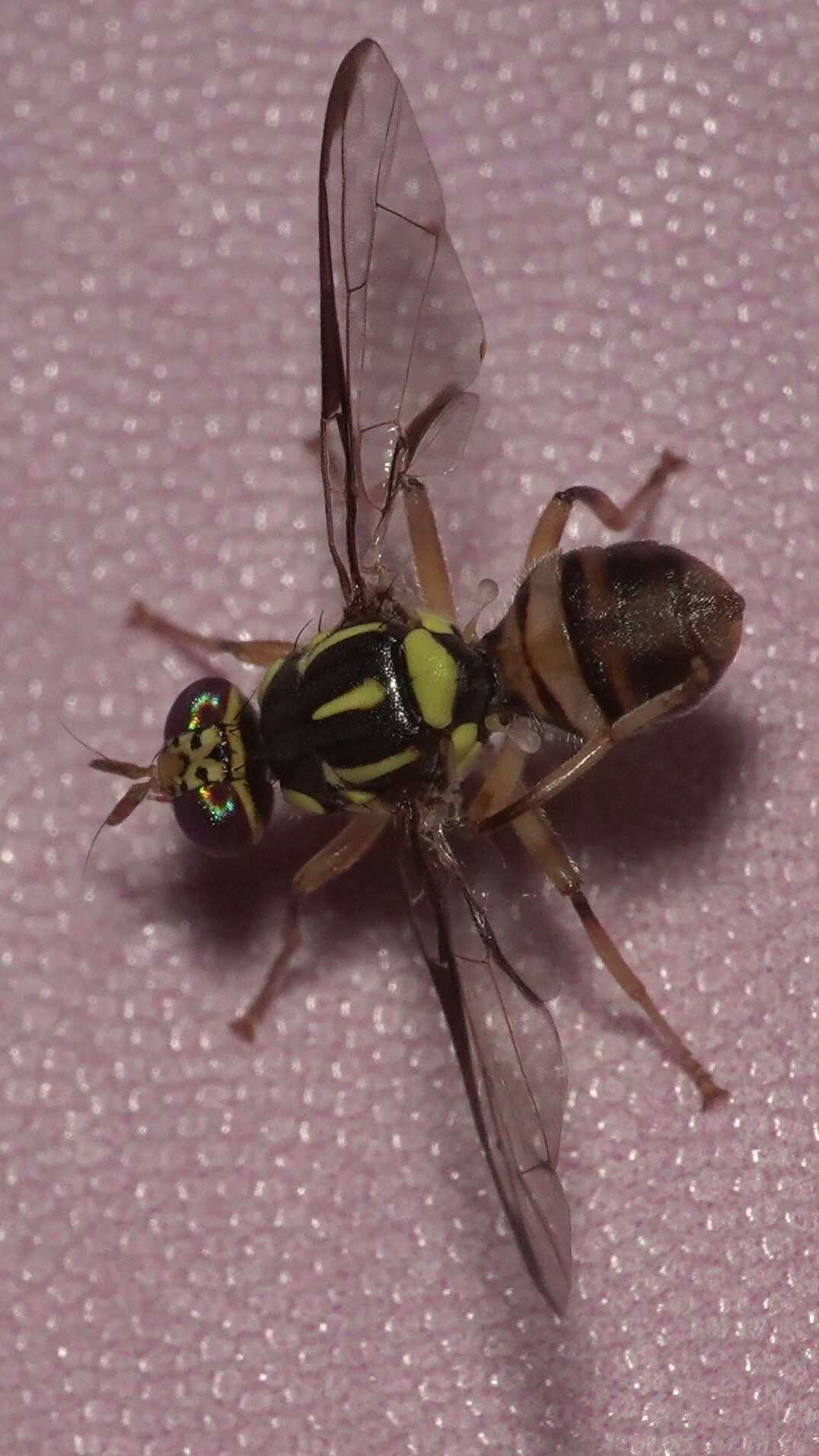Zeugodacus diversus
