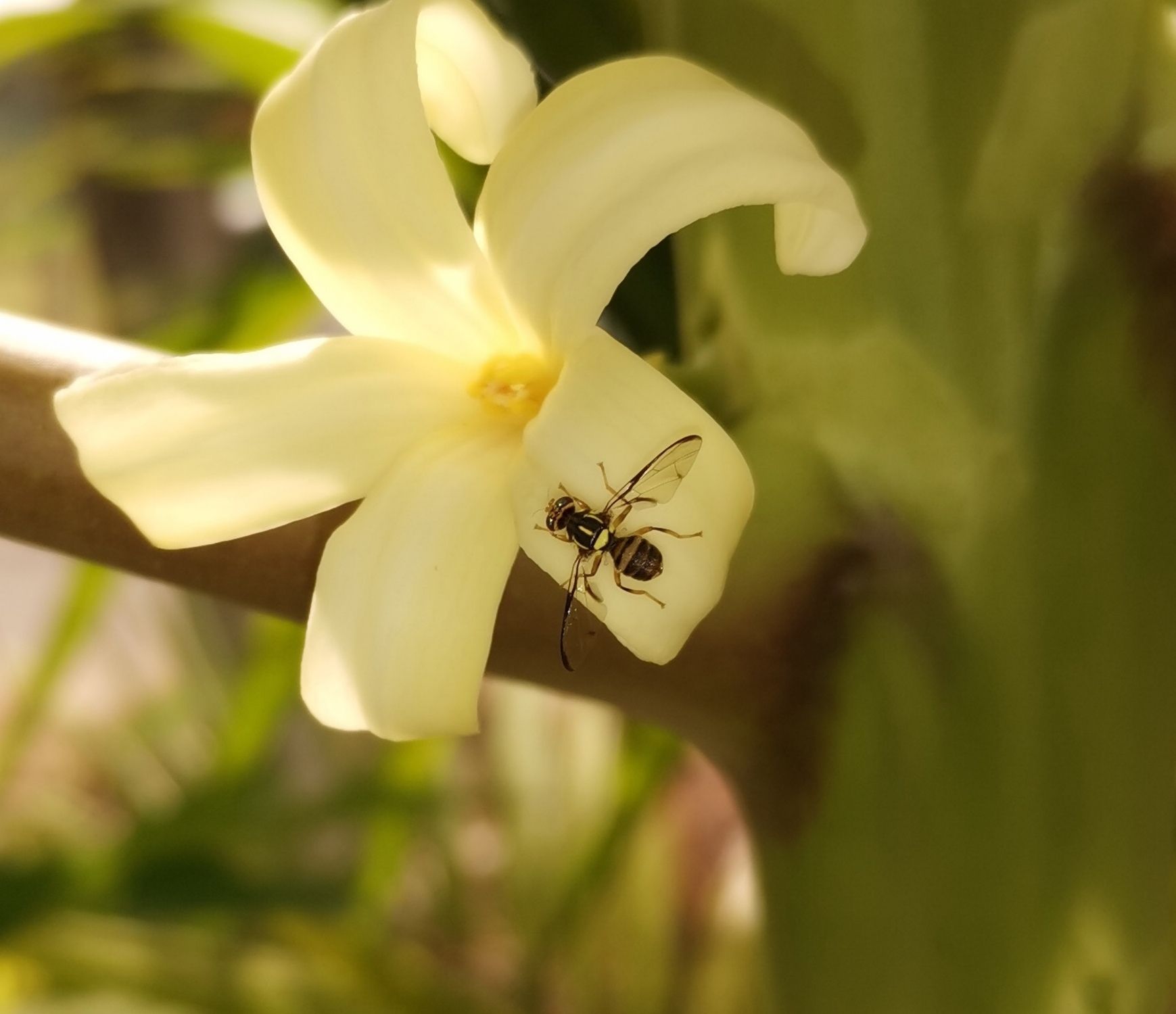 Zeugodacus diversus