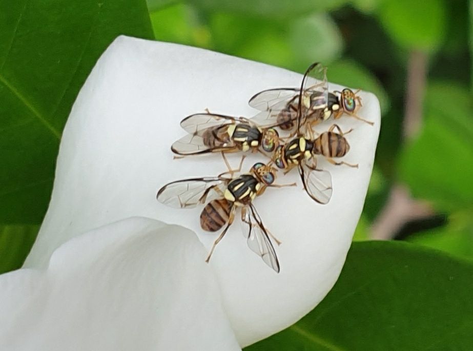 Zeugodacus diversus