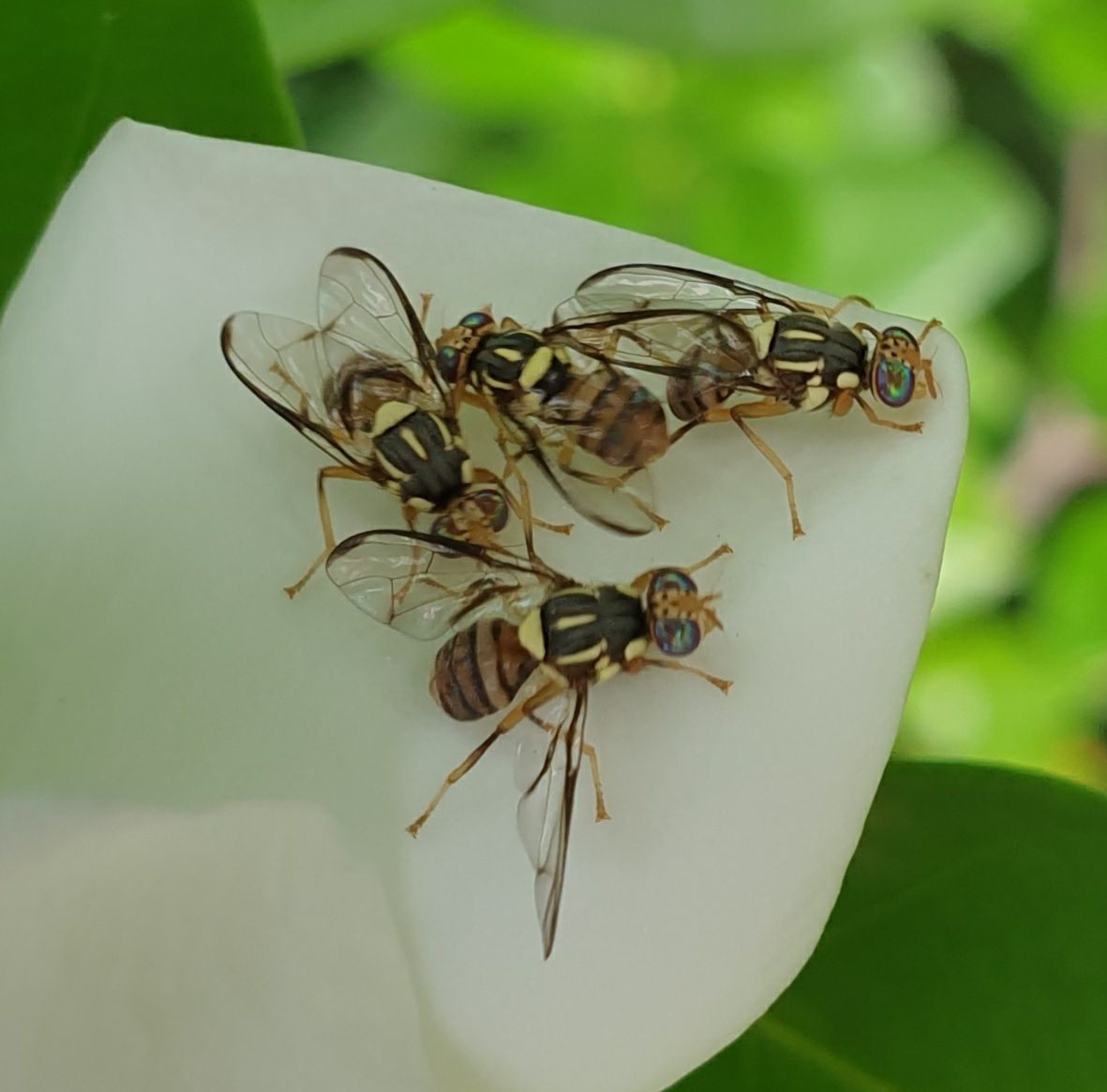 Zeugodacus diversus