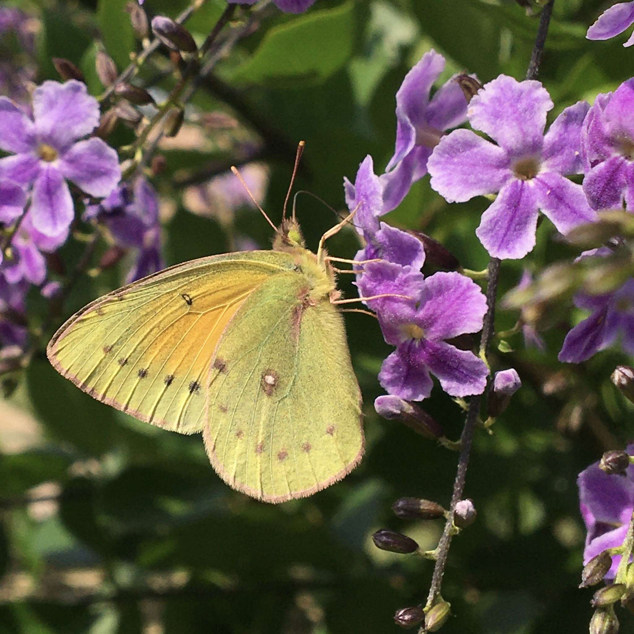 Colias lesbia