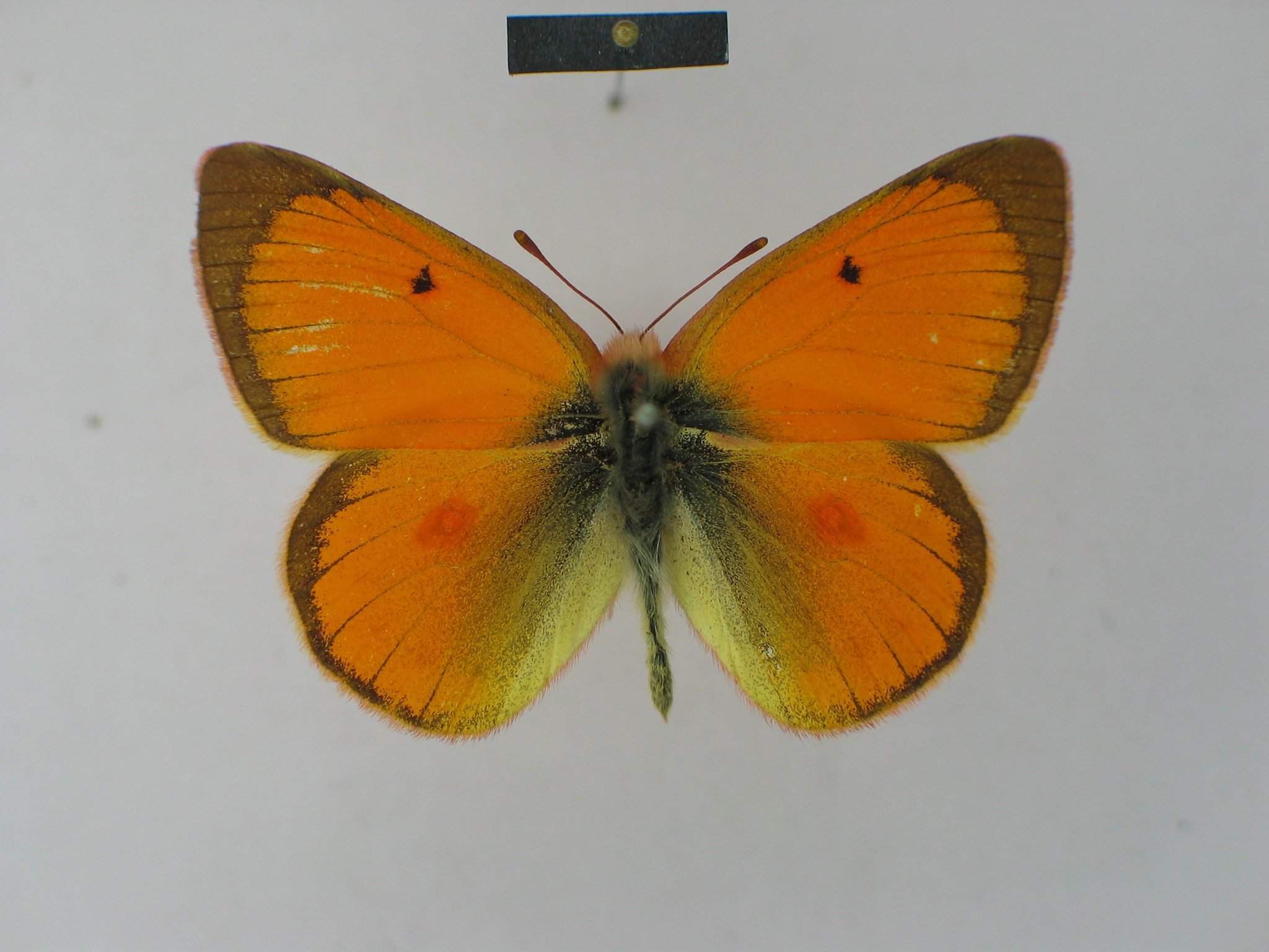 Colias lesbia