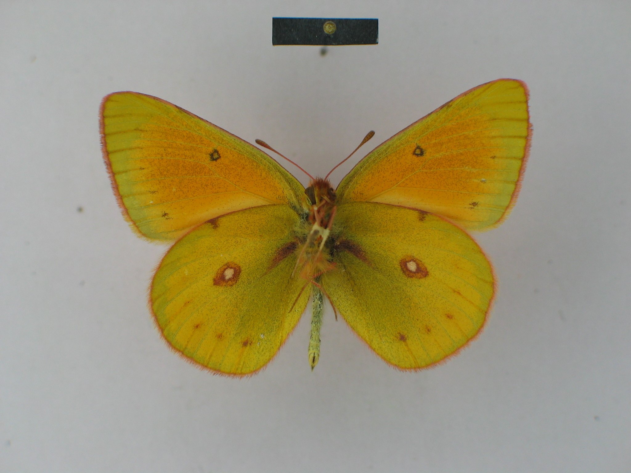 Colias lesbia