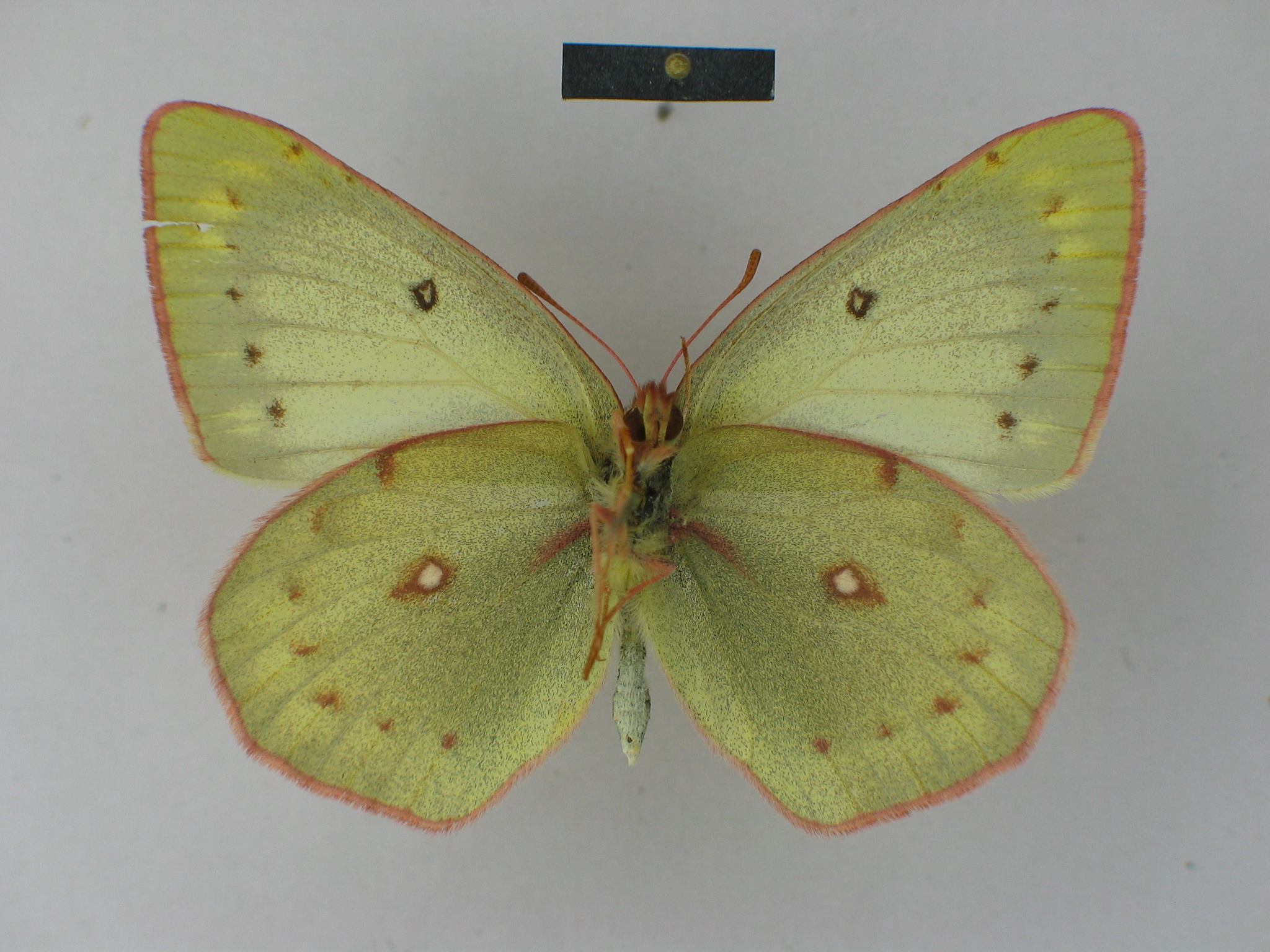 Colias lesbia