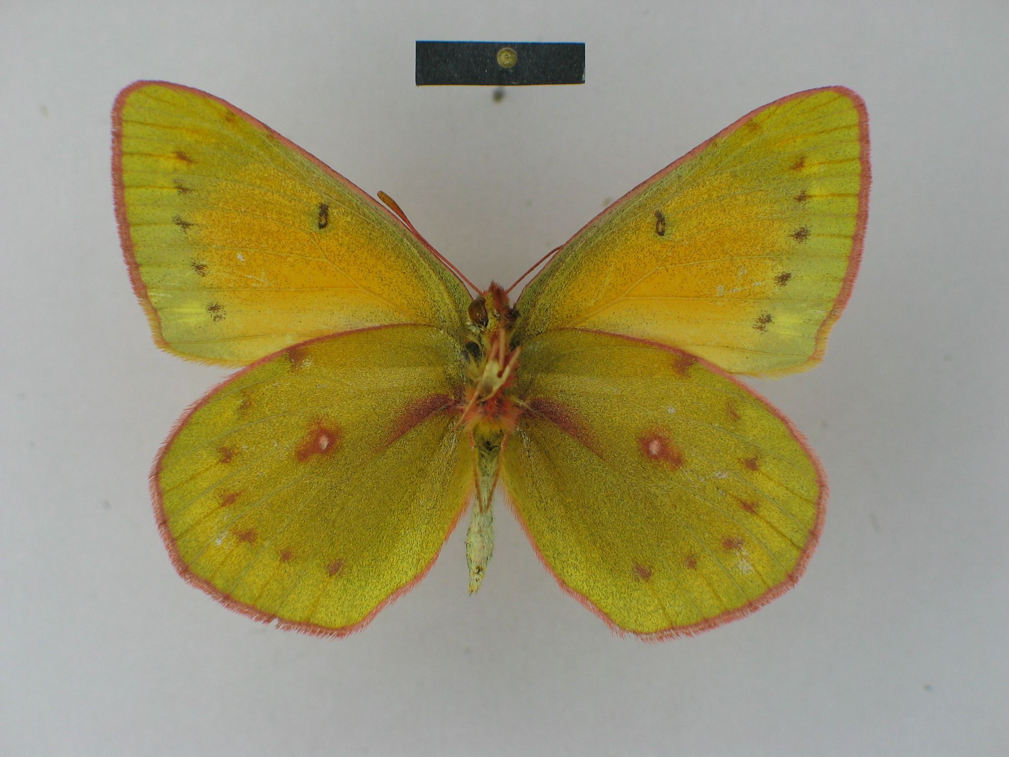 Colias lesbia