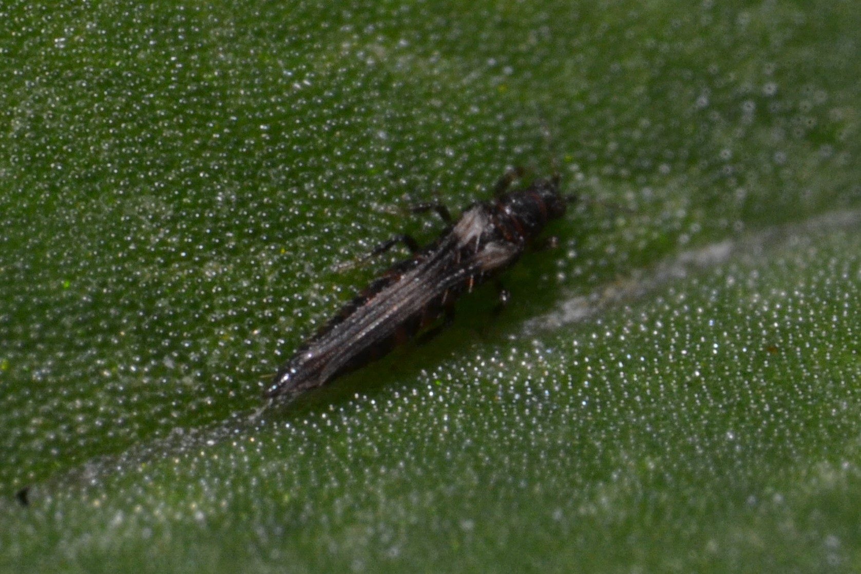 Echinothrips americanus