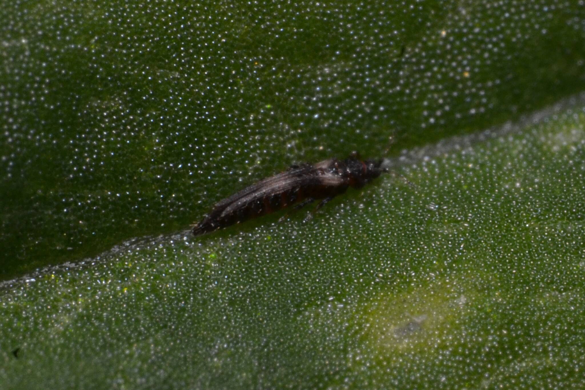 Echinothrips americanus
