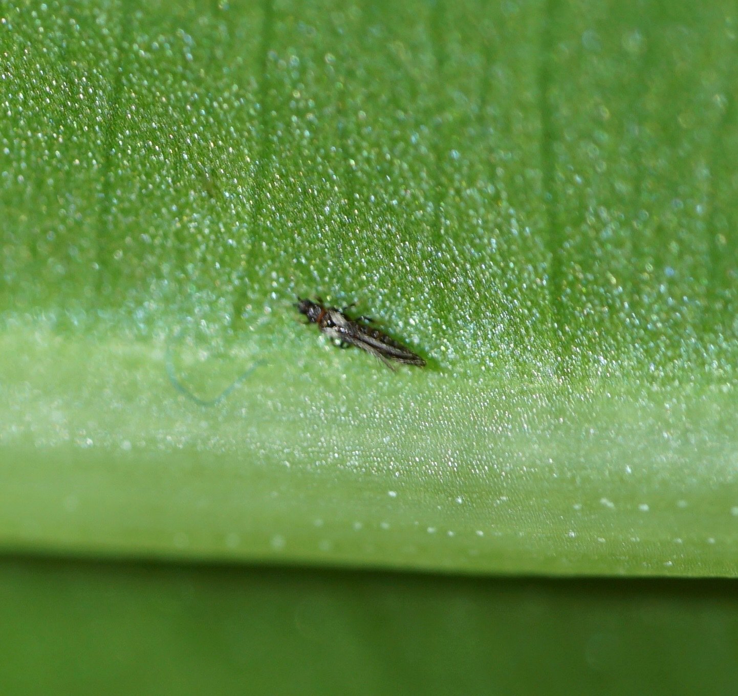 Echinothrips americanus