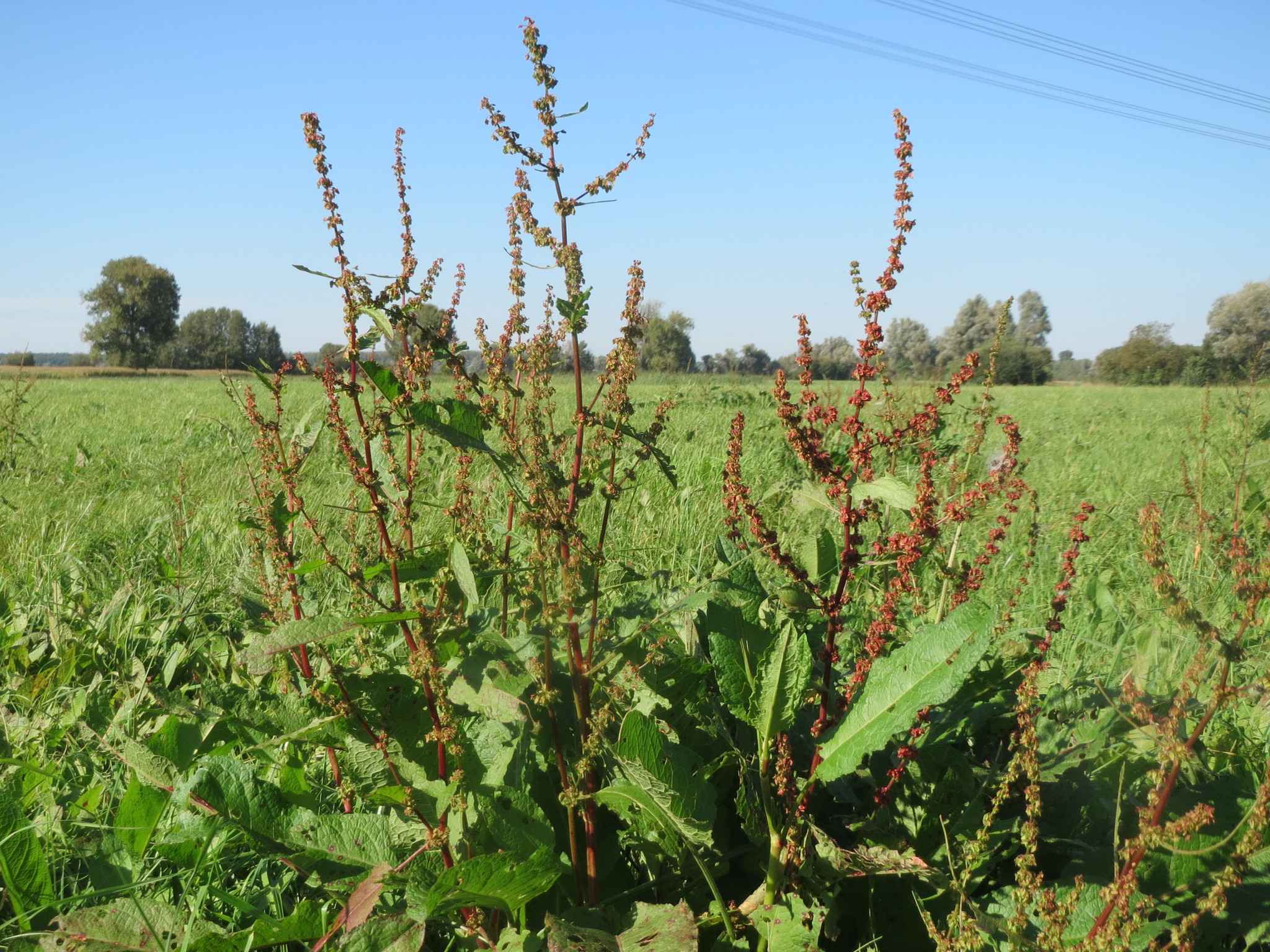 Rumex obtusifolius