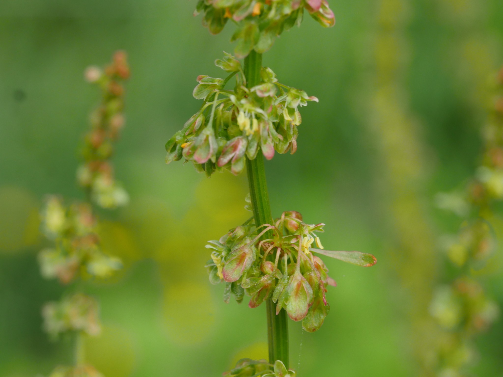 Rumex obtusifolius