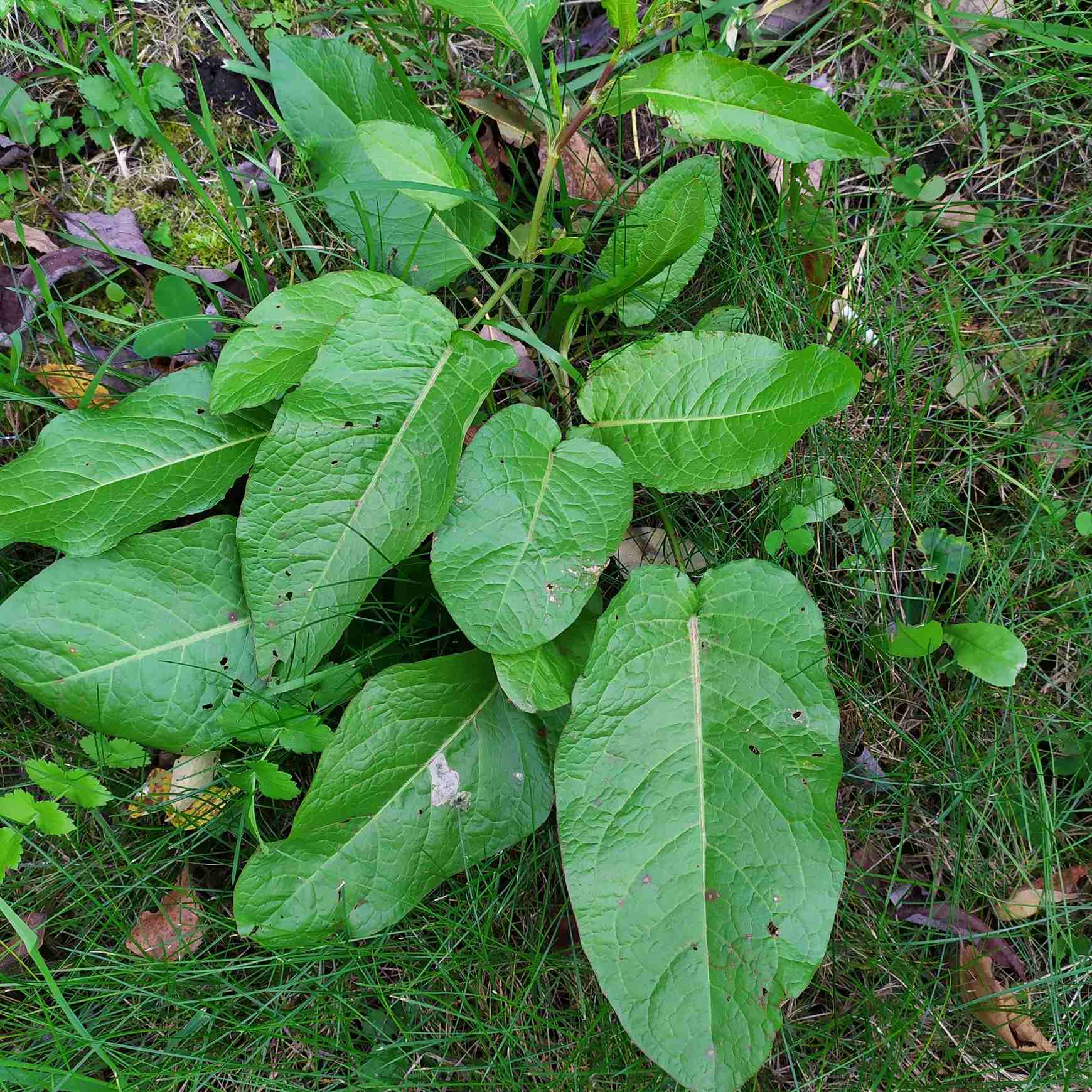 Rumex obtusifolius