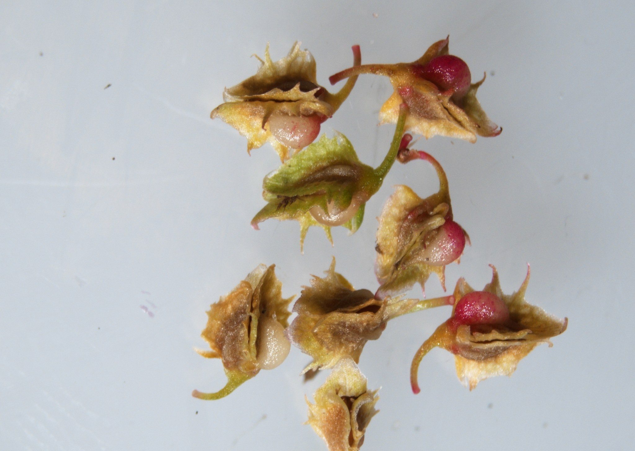 Rumex obtusifolius