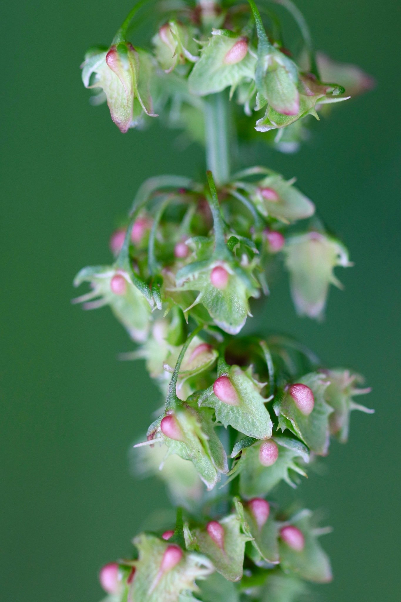 Rumex obtusifolius