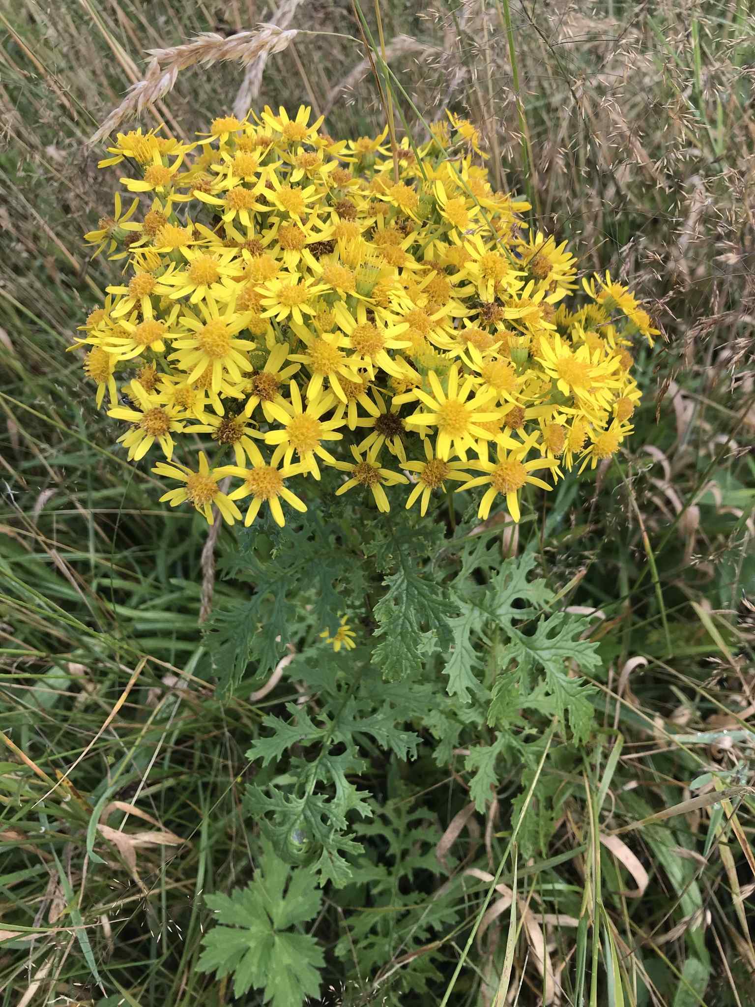Jacobaea vulgaris