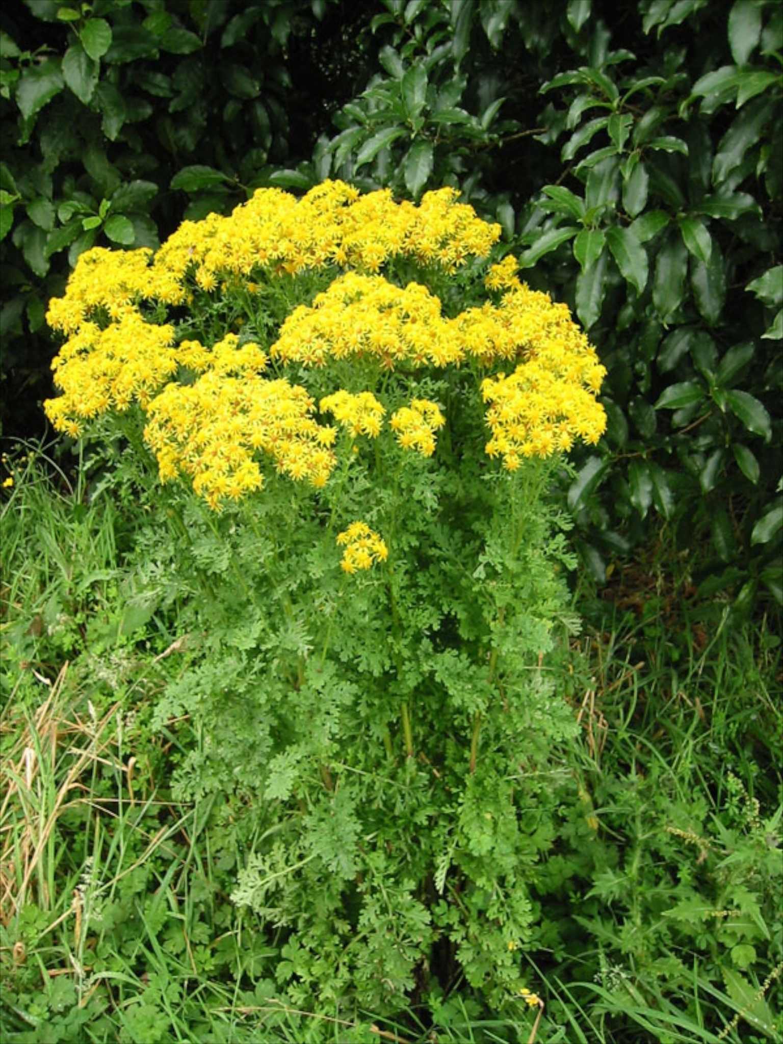 Jacobaea vulgaris