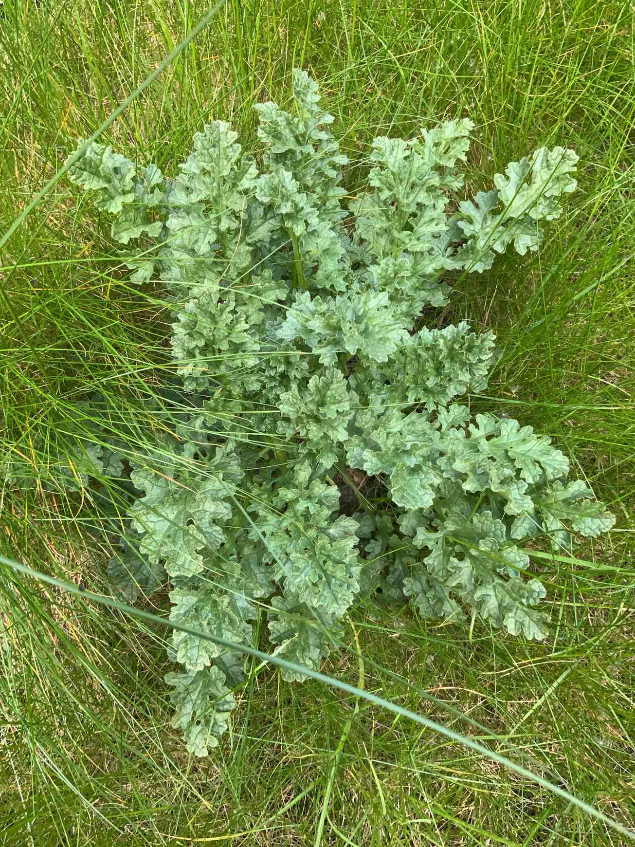 Jacobaea vulgaris