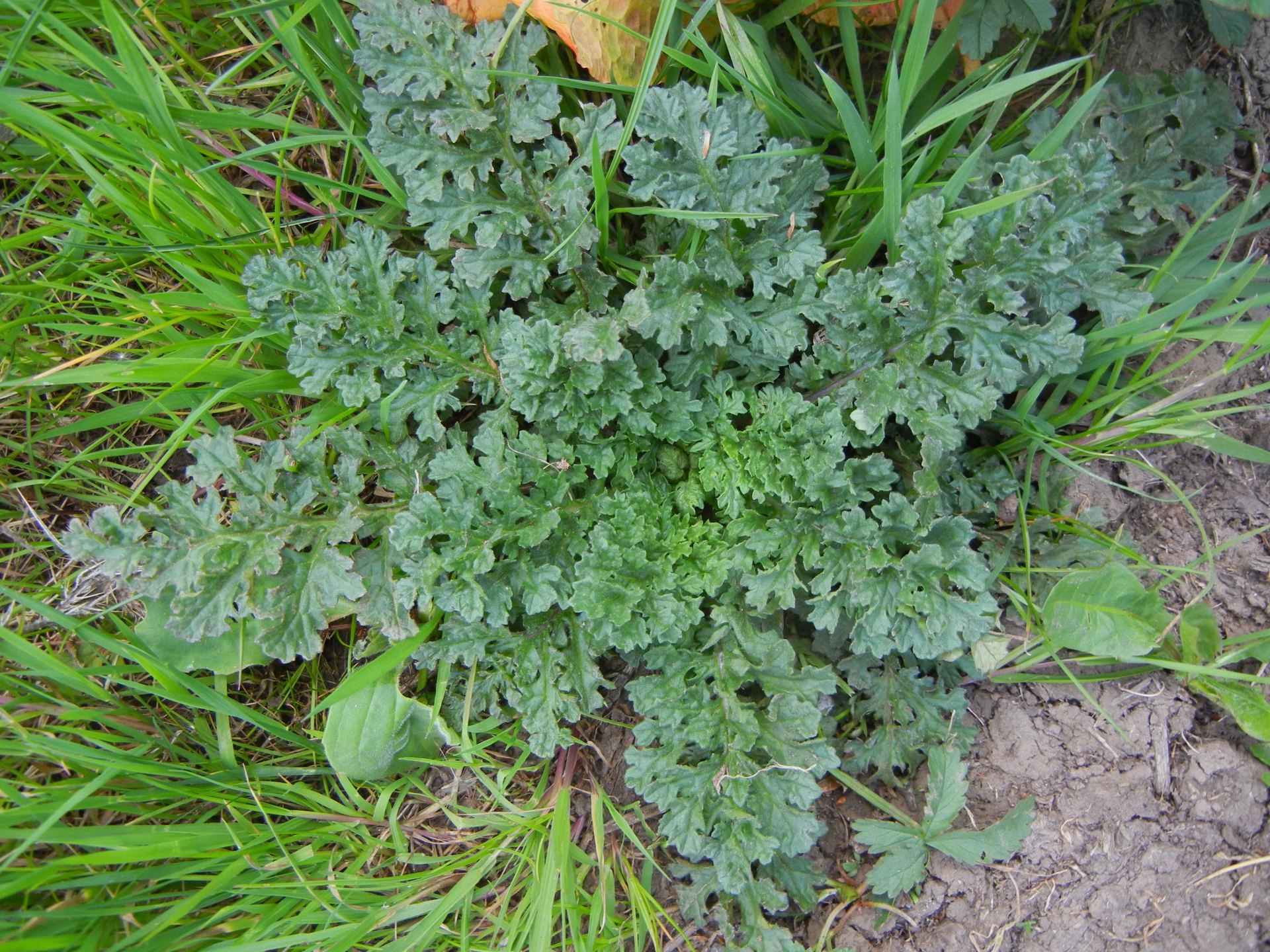 Jacobaea vulgaris