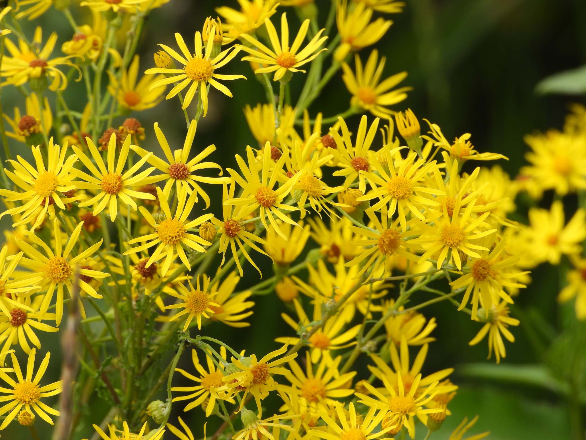 Jacobaea vulgaris