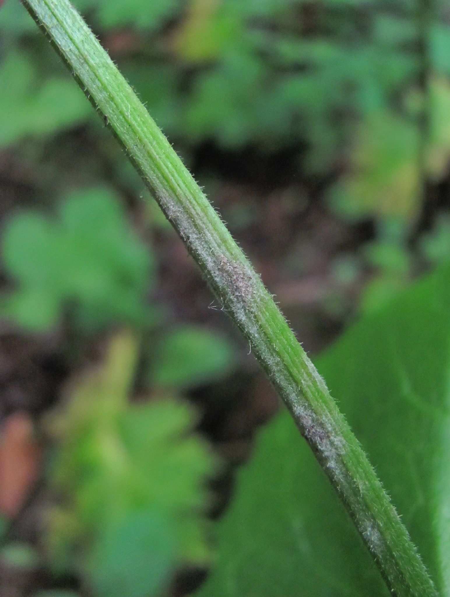 Podosphaera fusca