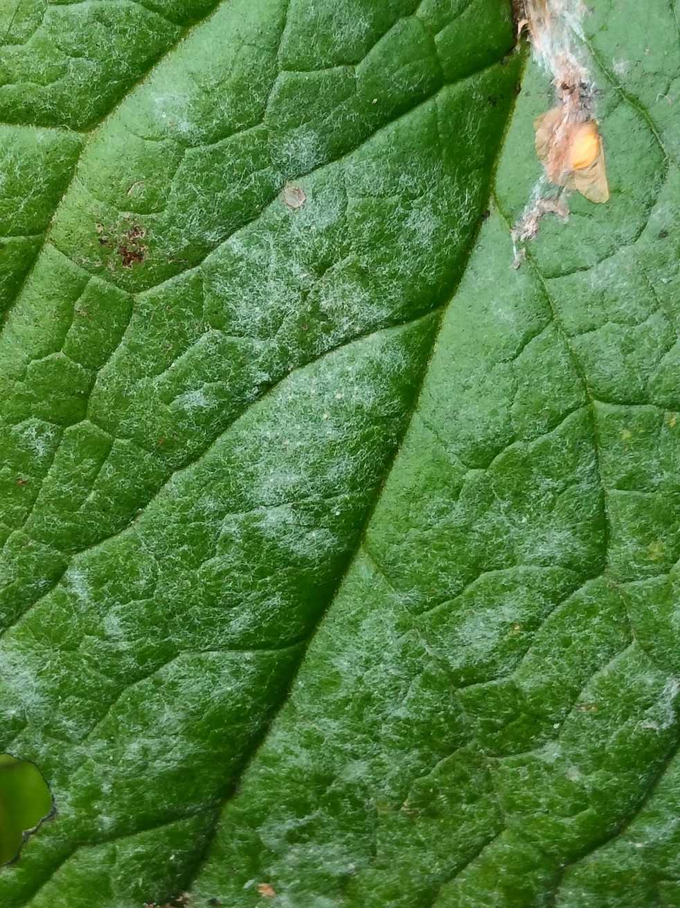 Podosphaera fusca