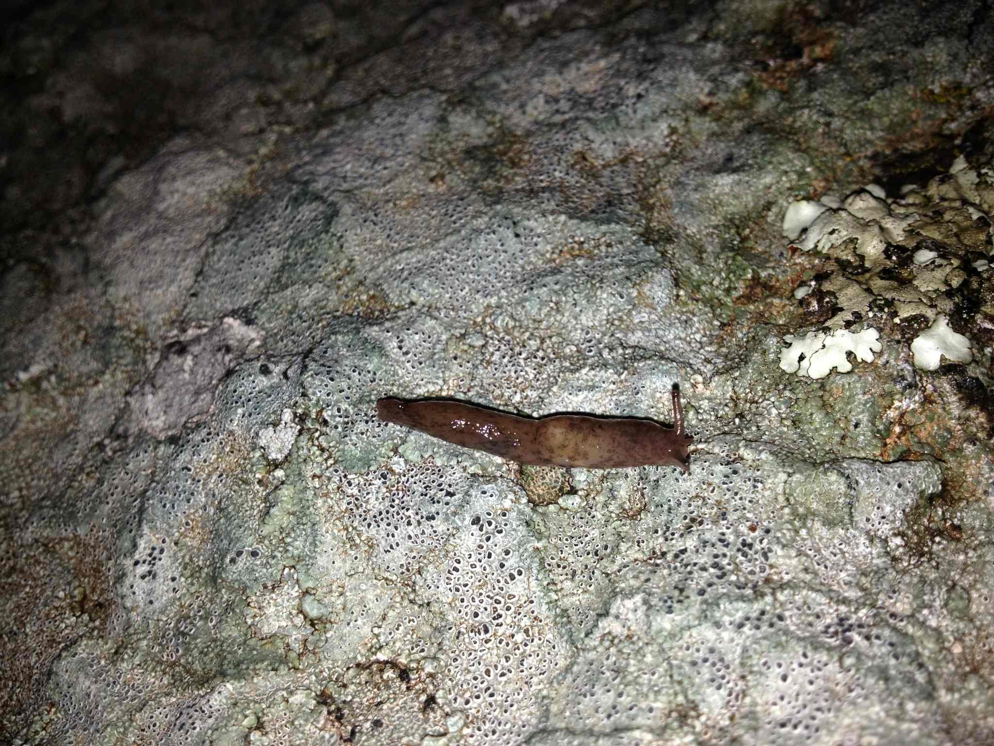 Deroceras panormitanum