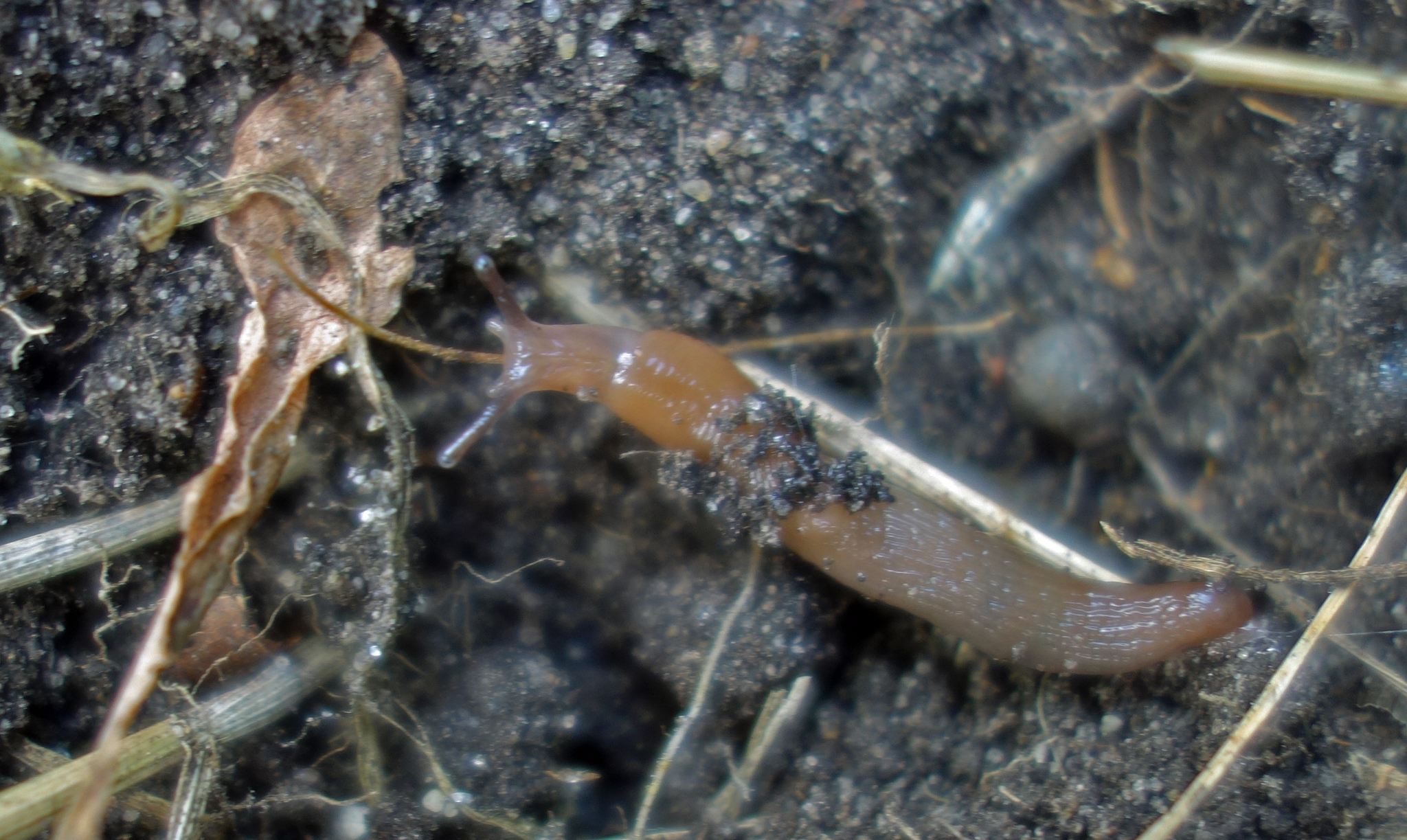 Deroceras panormitanum