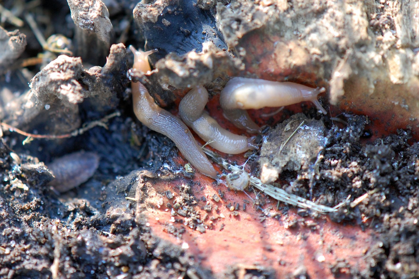 Deroceras panormitanum