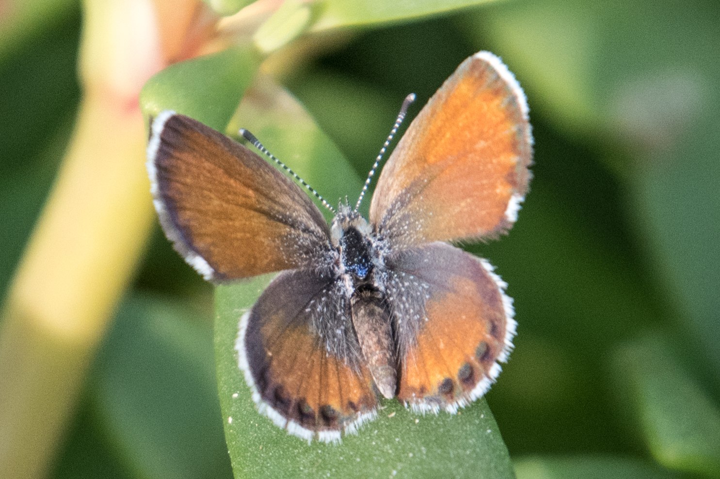 Brephidium