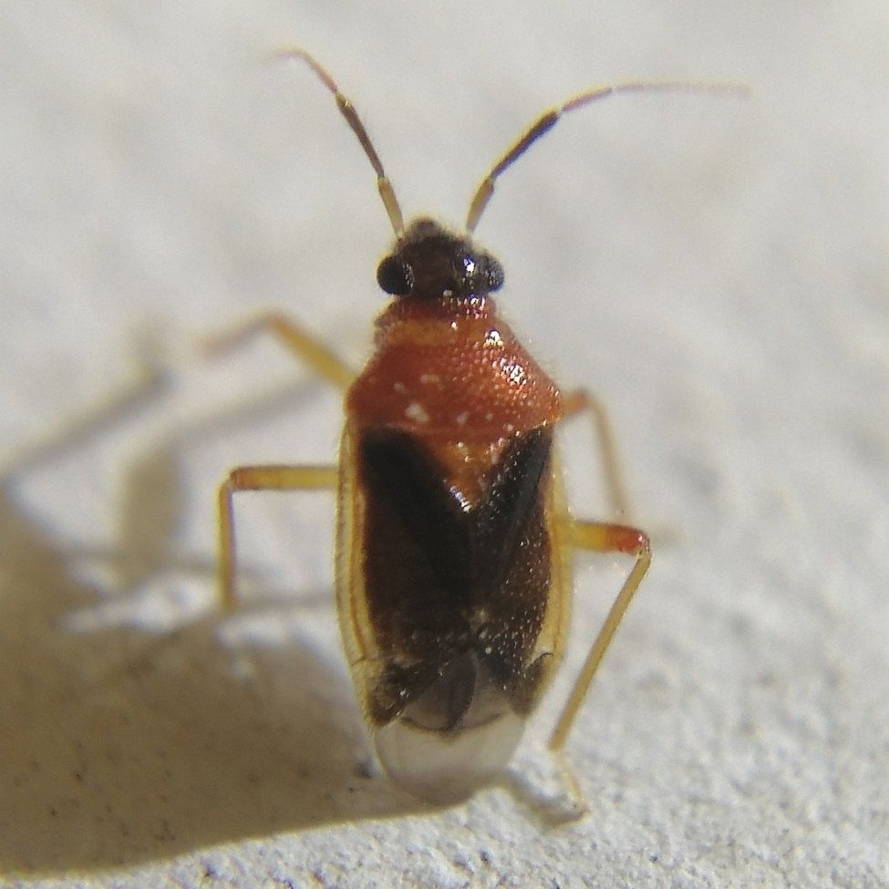 Pachymerocorista pilosus