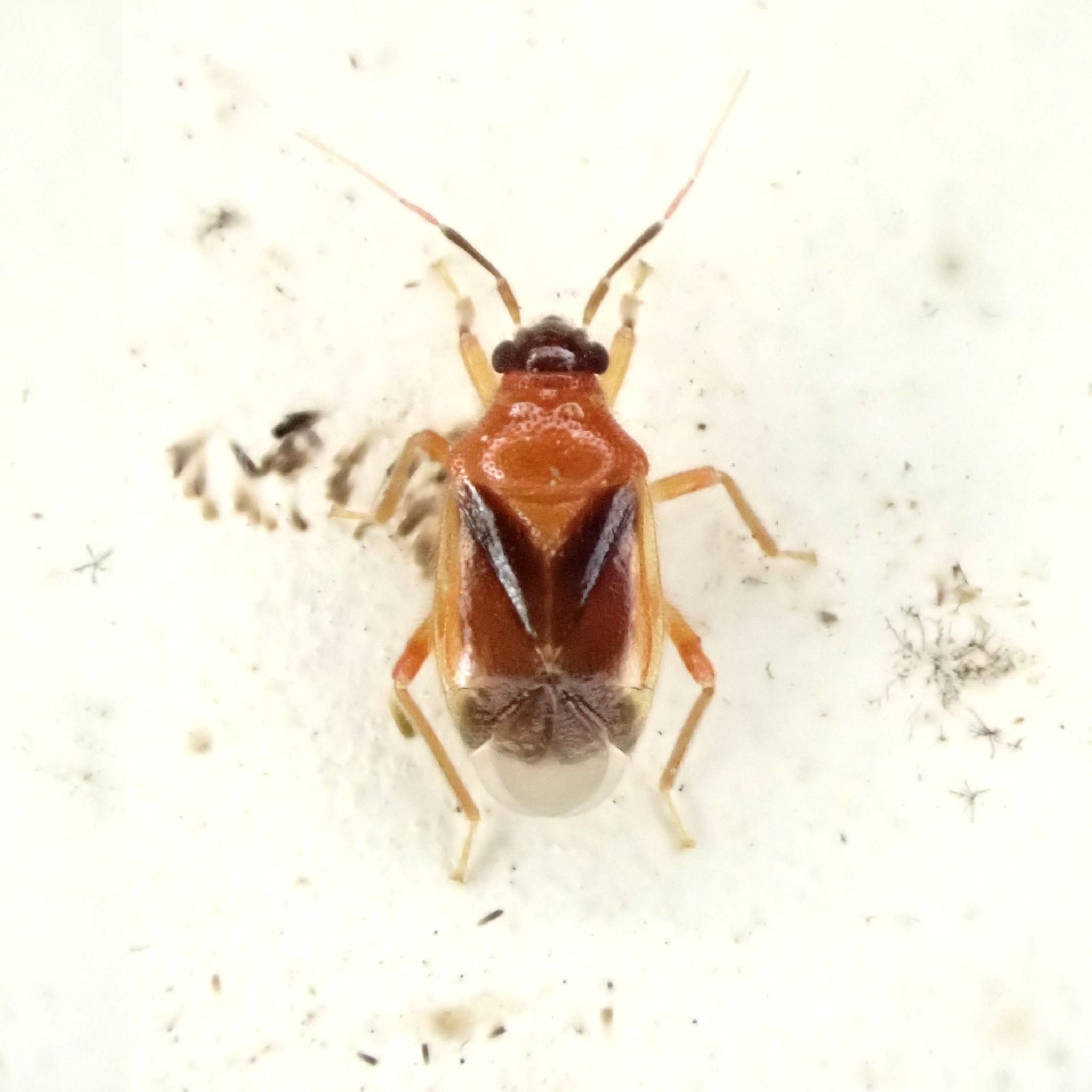 Pachymerocorista pilosus