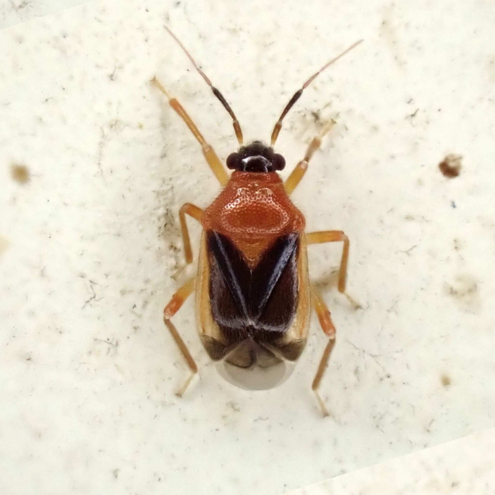 Pachymerocorista pilosus