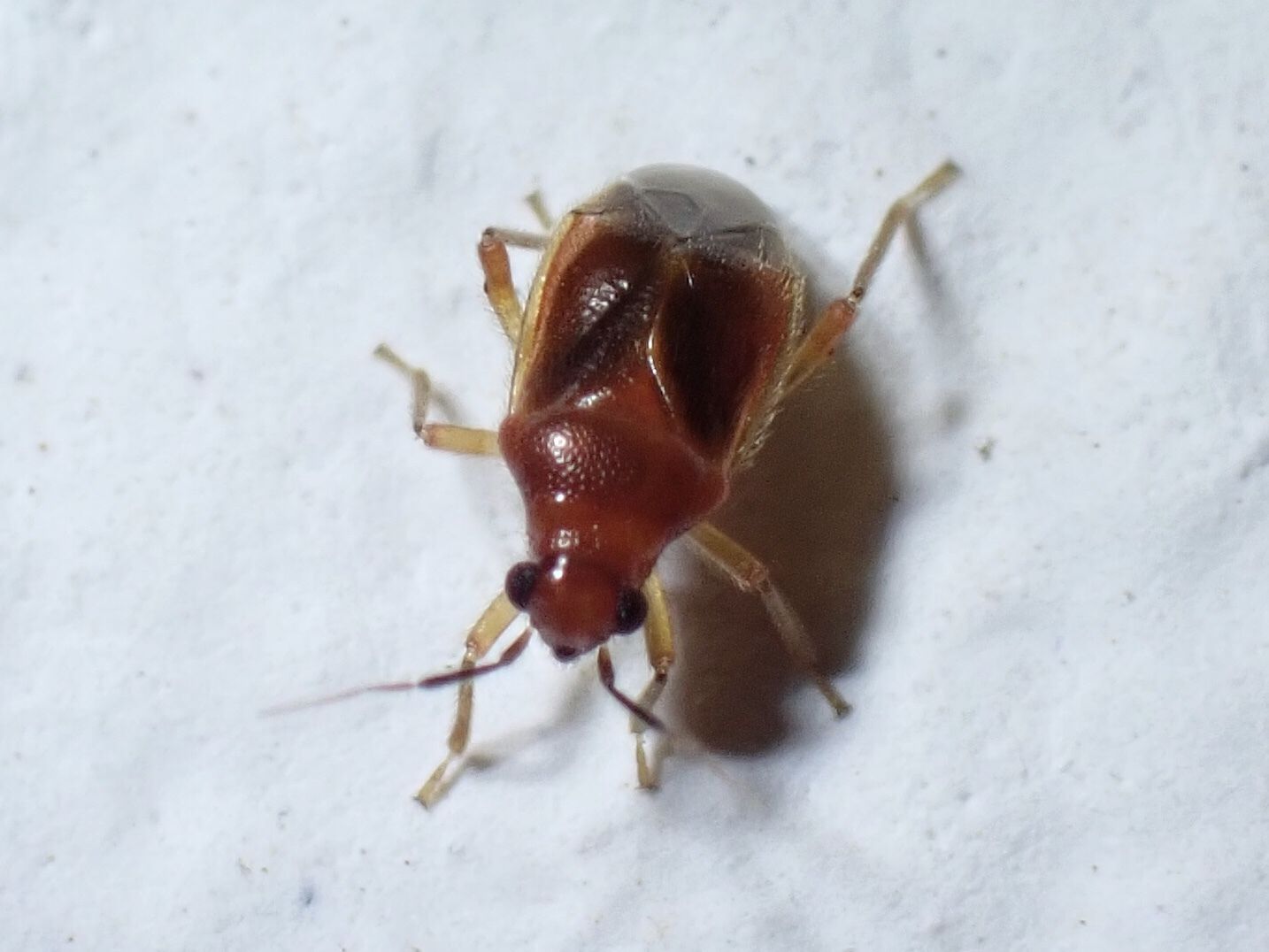 Pachymerocorista pilosus
