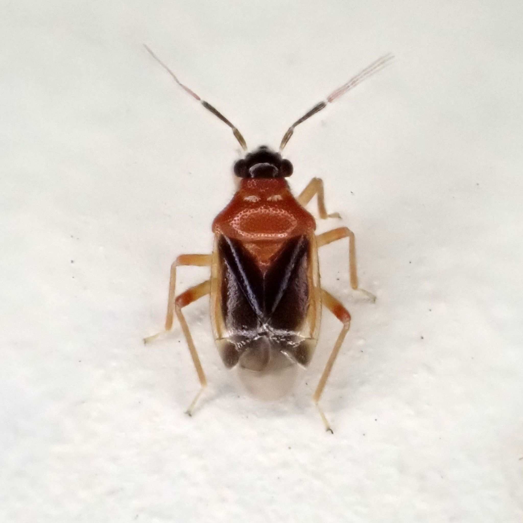 Pachymerocorista pilosus