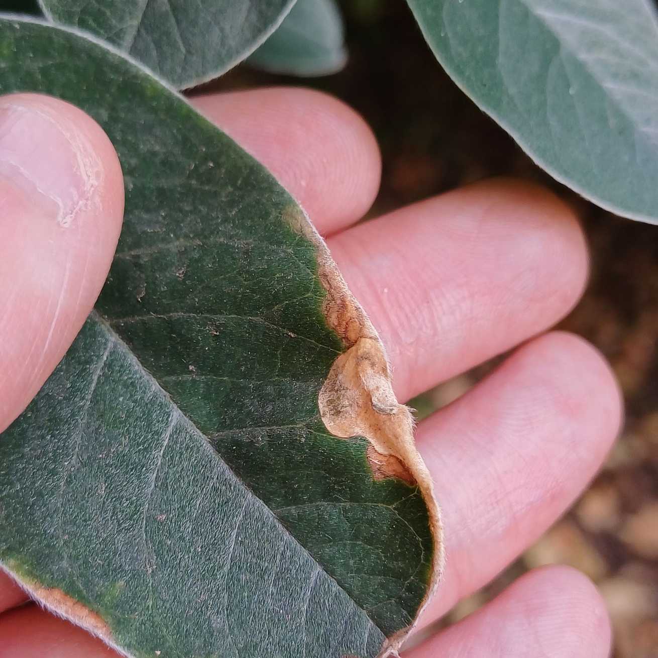 Pleiochaeta setosa
