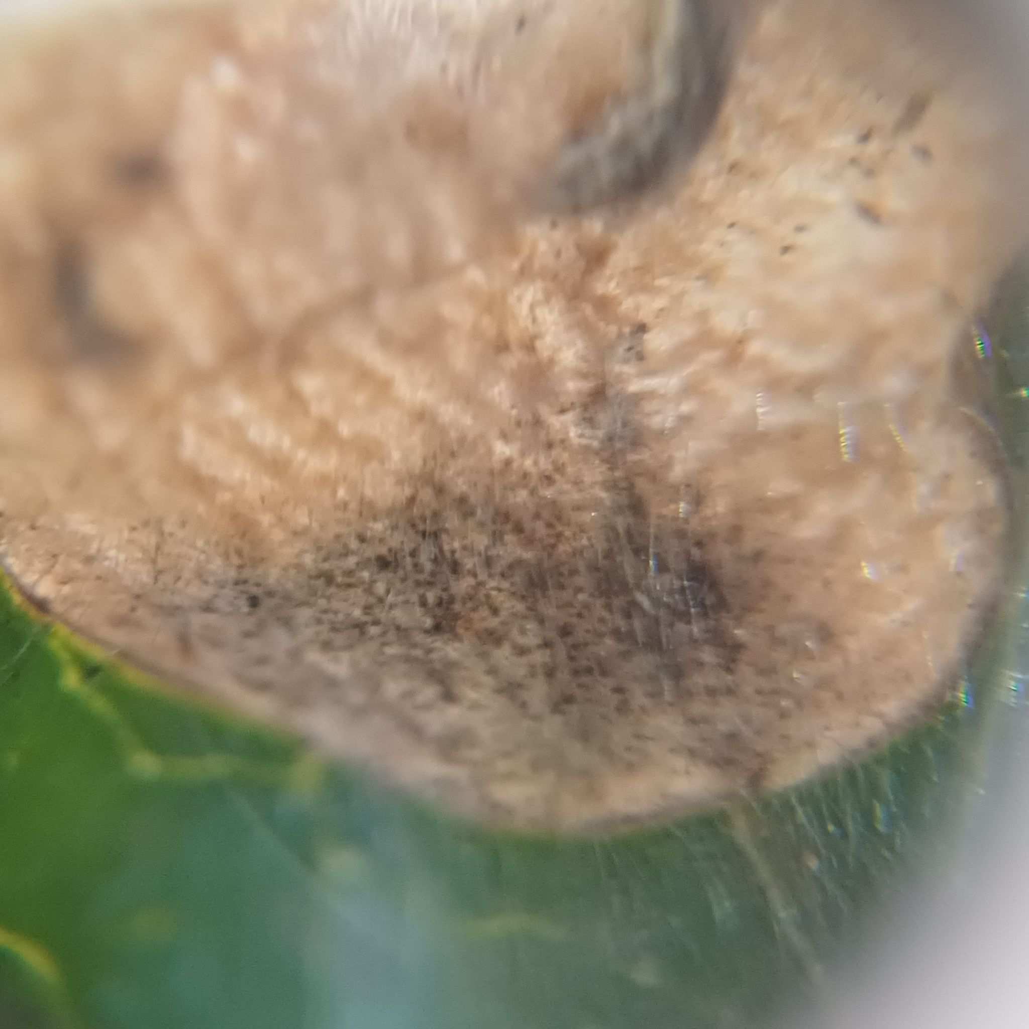 Pleiochaeta setosa