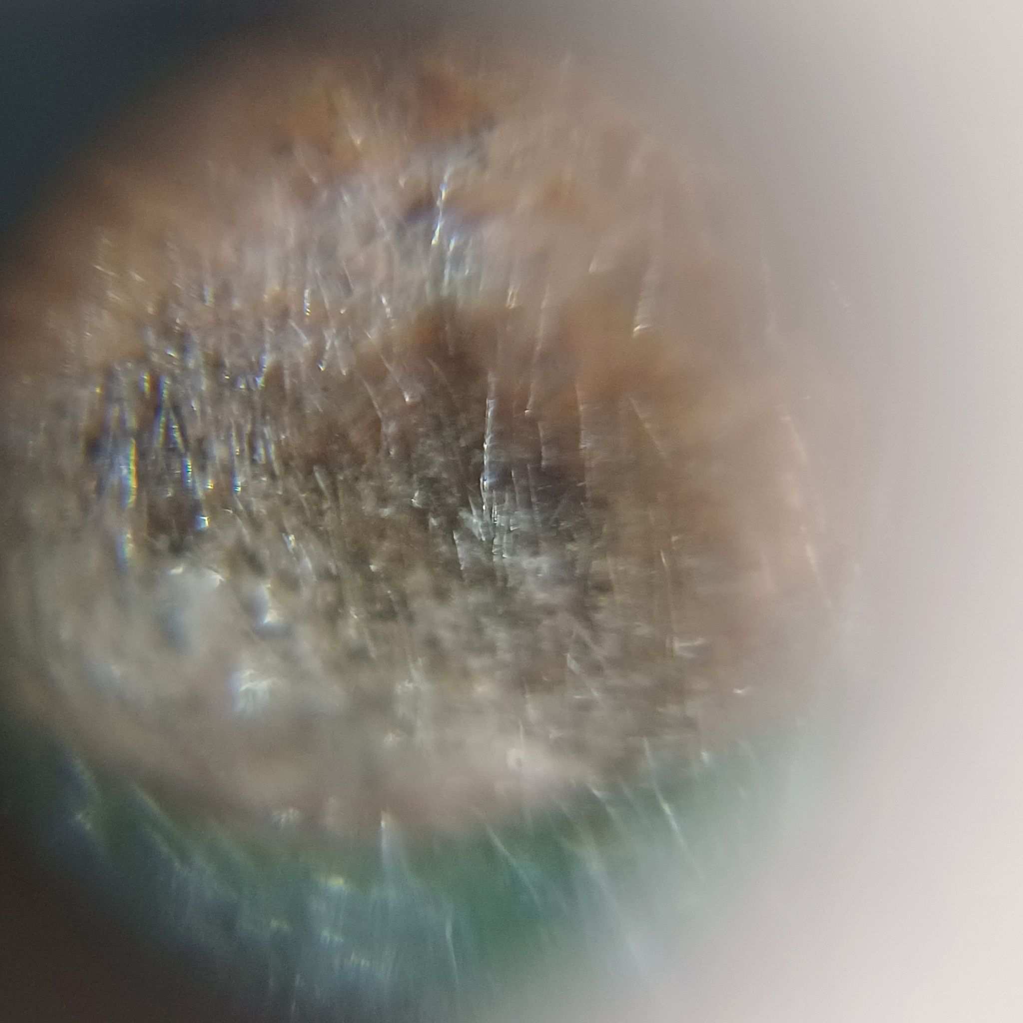 Pleiochaeta setosa