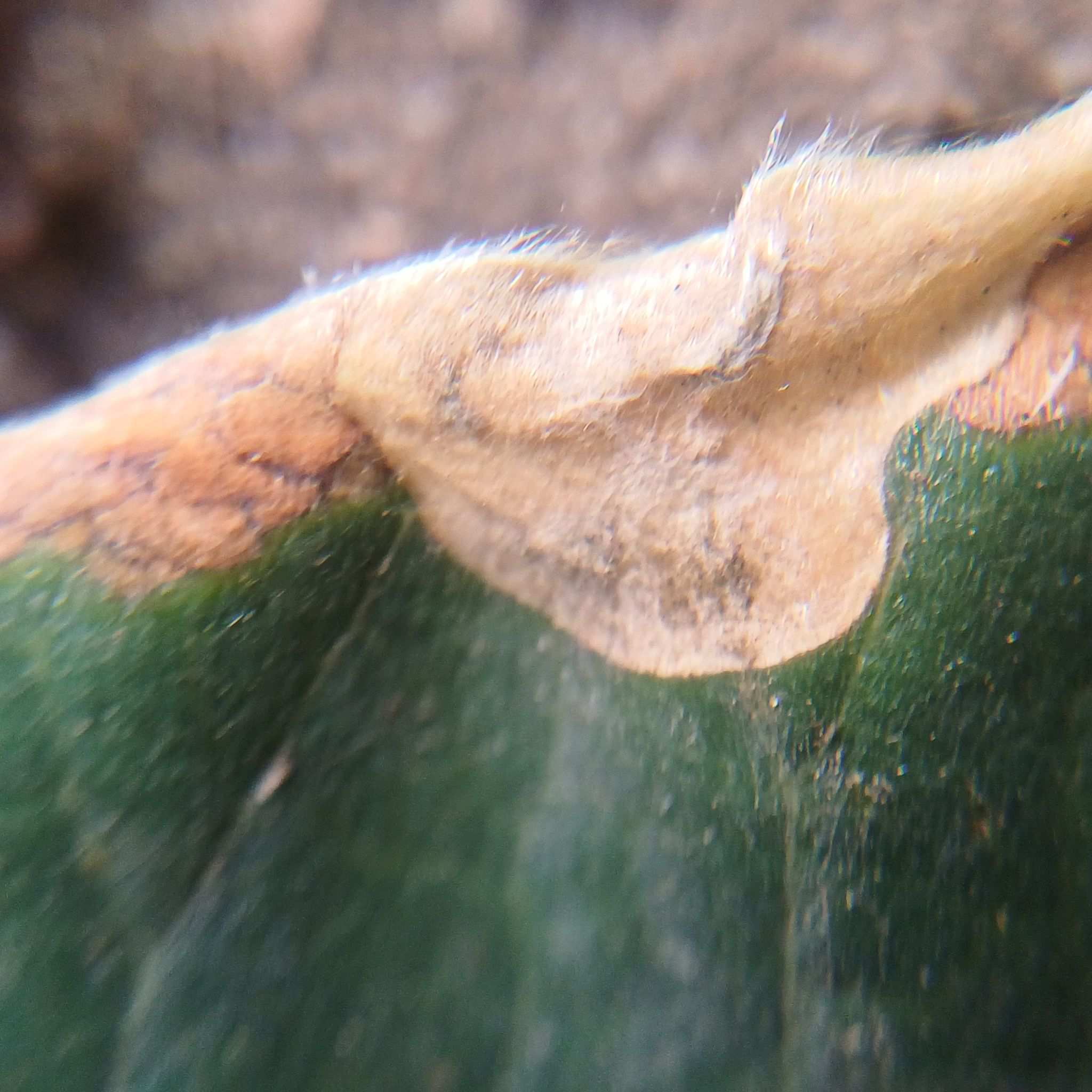 Pleiochaeta setosa